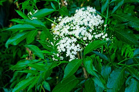 Elderberry Flowers and Leaves | naturechirp