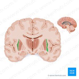 Claustrum: Anatomical structure and function | Kenhub