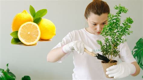 La Mezcla Poco Conocida Para Hacer Abono Casero Para Plantas Con