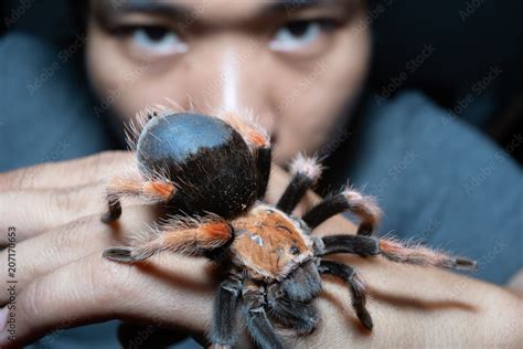 Mexican Fire Leg Tarantula