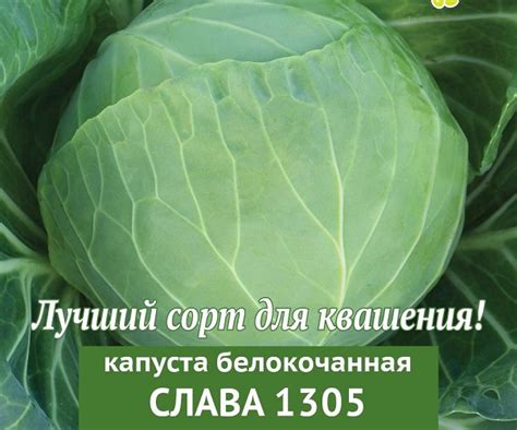 Капуста "Слава 1305": характеристика и описание сорта, выращивания ...