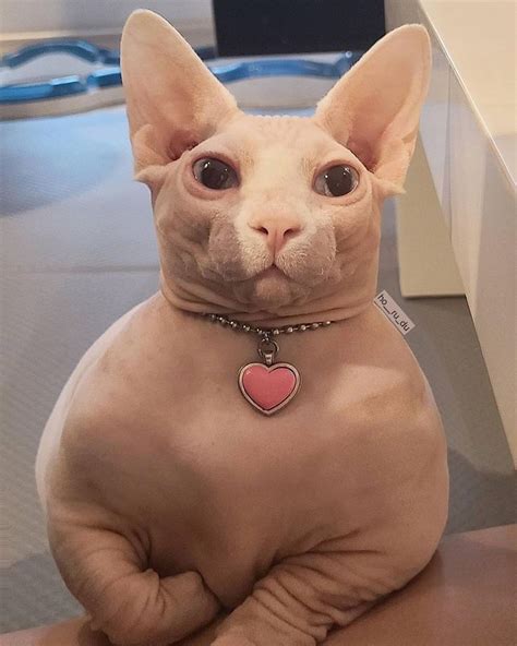 Cute Hairless Cat Cute Cats Ugly Cat