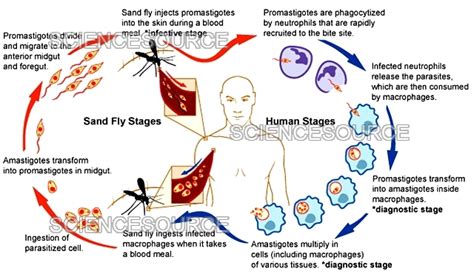 Leishmania Life Cycle