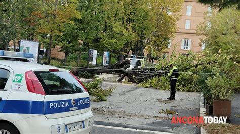 La Furia Del Vento Ad Ancona Alberi Si Abbattono Sul Viale Uno Crolla