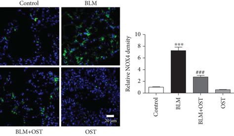 Ost Inhibits Blm Induced Oxidative Stress Of The Lungs In Vivo A