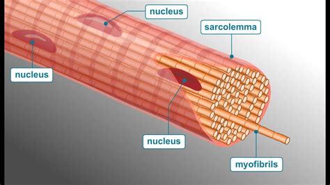 Sliding Filament Theory Explained