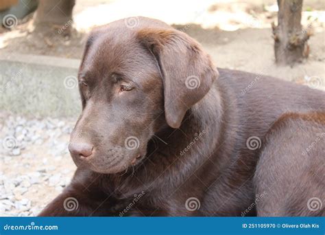 Brown Labrador Retriever Puppy Dog Profile Looking Chocolate Lab