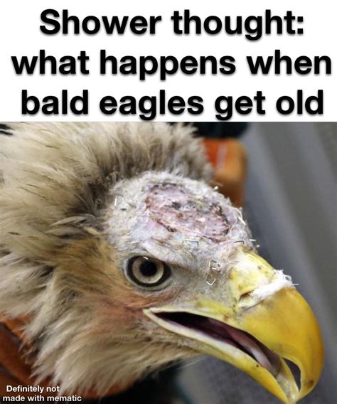 Look I found a balding bald eagle : r/meme