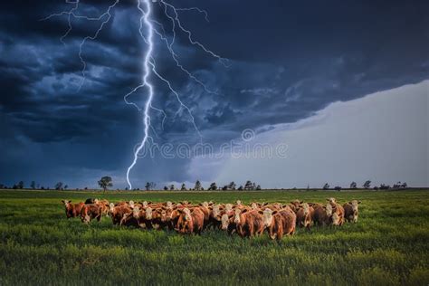 Herd Of Cows Bracing Together In A Field For The Lightning Tornado