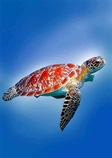 A Green Sea Turtle Swimming In The Blue Water With Its Head Above The