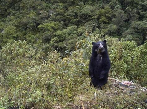 Reserva de la Biósfera del Manú presenta nueva identidad para la