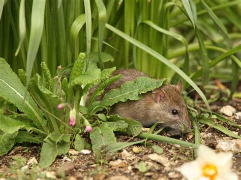 Rats dans le jardin les rats fouillent ils dans les jardins et où