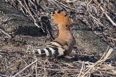 Hoopoe 2 Mike Friel Flickr