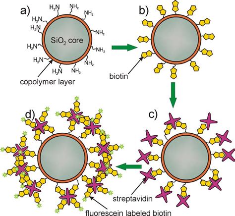 Steps Of A Fluorescence Labeled Biotin Assay On Glass Beads A