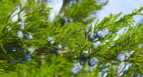 Blue Juniper Berries On A Branch Close Up Stock Image Image Of Forest