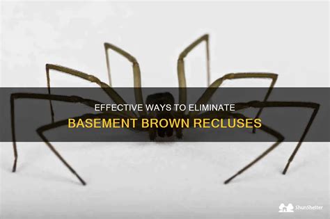 Effective Ways To Eliminate Basement Brown Recluses ShunShelter