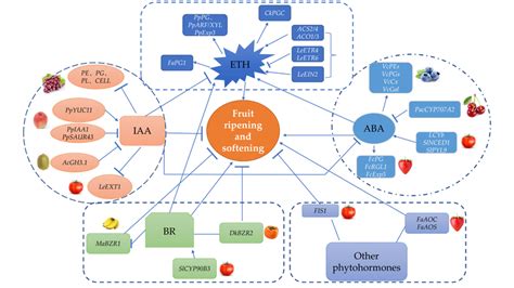 Regulation Of Ripening And Softening Of Fleshy Fruits By Phytohormones