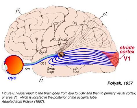 Primary Visual Cortex Matthew Schmolesky Webvision