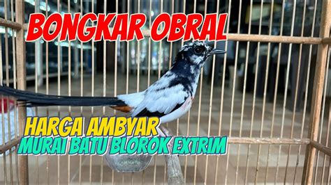 BONGKAR OBRAL MURAI BATU BLOROK EXTRIM GACOR YouTube