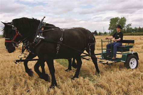 Alberta company begins manufacturing horse-drawn farm equipment - The Albertan News