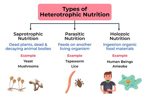 What Is Heterotroph Definition Types Importance Examples