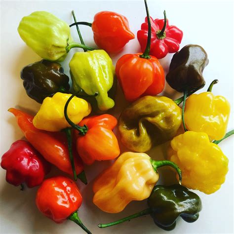 Habanero Scotch Bonnet Pepper Seed Combo Pack 10 Varieties