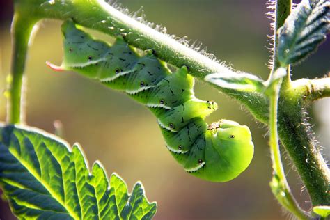 The Fascinating Tale Of The Tomato Hornworm Life Cycle