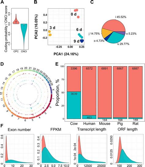 Characters Of Lncrnas During Intramuscular Adipogenesis A Coding