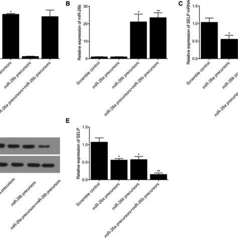 Mir 26a And Mir 26b Were Shown To Regulate The Expression Of Selp In