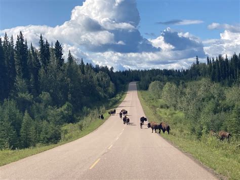 Wildlife Matters On Bc Highways Tranbc