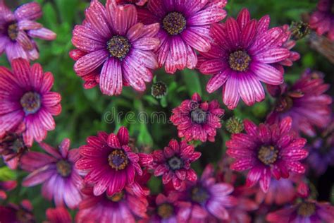 Photography Of African Daisies Pink Color In A Garden Stock Image