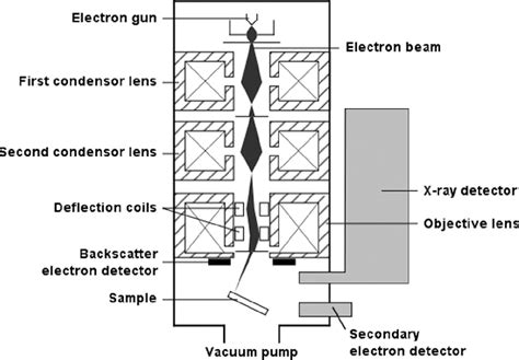 Diagram Of Sem With Eds Detector [58] Download Scientific Diagram