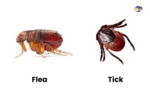 Fleas Vs Ticks How To Identify And Treat