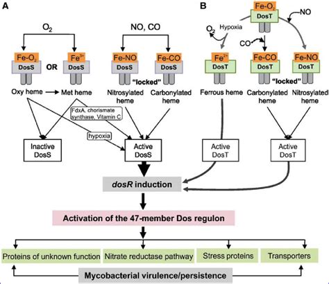 NO, CO, and O 2 sensing by the Mtb Dos dormancy three-component system ...