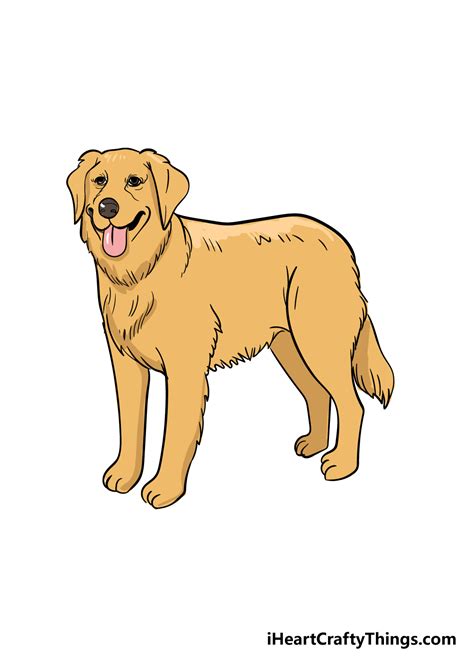 Golden Retriever Drawing How To Draw A Golden Retriever Step By Step