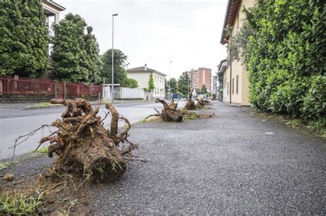 Abbattuti Gli Alberi In Via Sauro Arrivano Nuovi Sempreverdi Noi