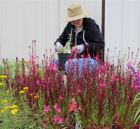 Bandb Photos — Hill Country Texas Master Gardeners