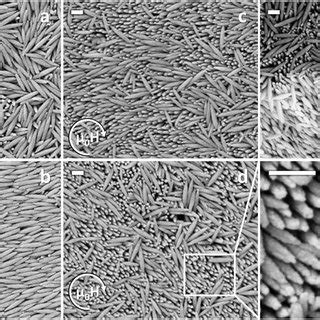 SEM Images Of Hematite Nanospindles Assembled In A Absence Of A