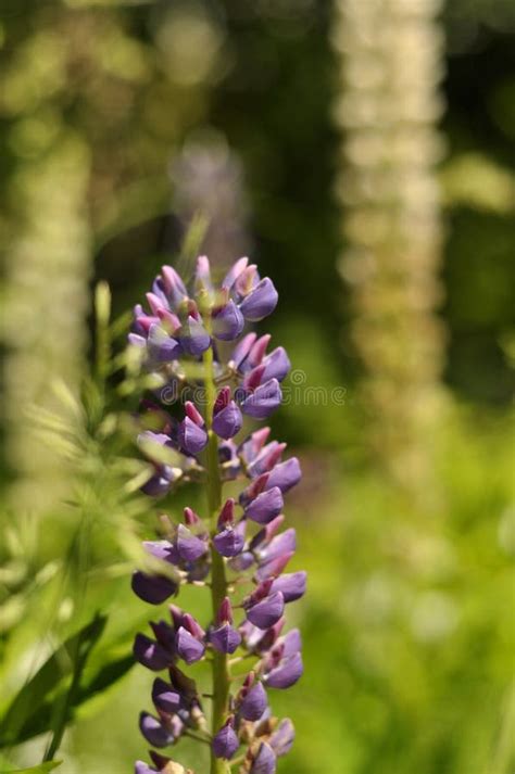 El Lupino Silvestre Es Una Planta Venenosa Y A Menudo Crece En Los