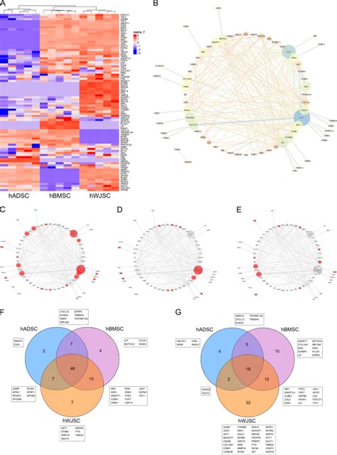 Proteomic Analysis Of Human Mesenchymal Stromal Cell Secretomes A