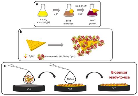 Biosensors Free Full Text Behind The Optimization Of The Sensor Film Bioconjugation Of