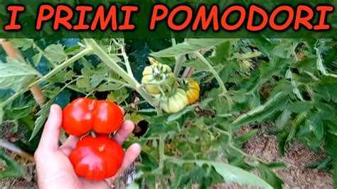 Raccolgo I PRIMI POMODORI Del Mio Orto Estivo YouTube