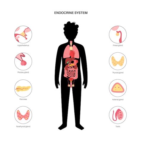 Sistema Endocrino Humano Vector Premium The Best Porn Website