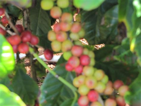 Kauai Coffee Plantation