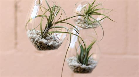 Air Plant Display In A Hanging Terrarium Sunset Magazine