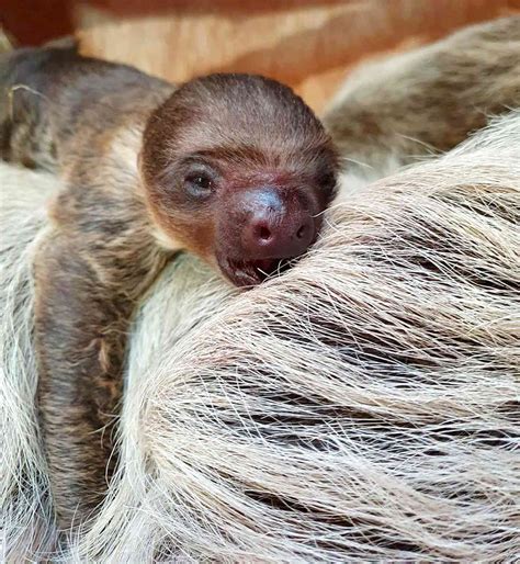 English Zoo 'Thrilled' to Welcome its First Baby Sloth