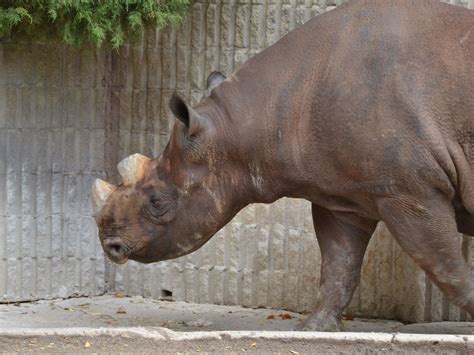 The Online Zoo - Black Rhinoceros