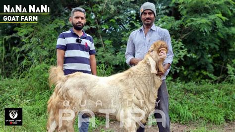 Top Quality Patira Goat Available For Sale In Pabal At Nana Nani Goat