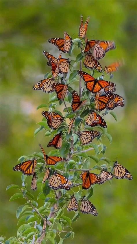 Pin on Salvamentos rápidos in 2024 Beautiful butterfly photography