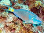 Stoplight Parrotfish Sparisoma Viride Grand Cayman Photo